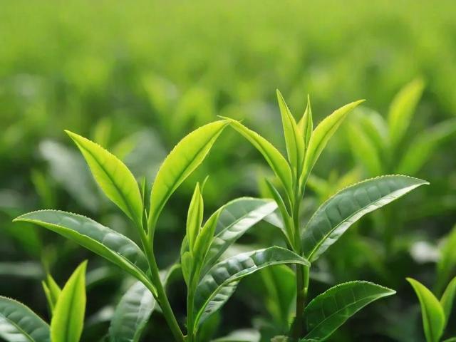 绿茶叶有哪些种类及功效？全面解析各类绿茶叶特点与冲泡技巧