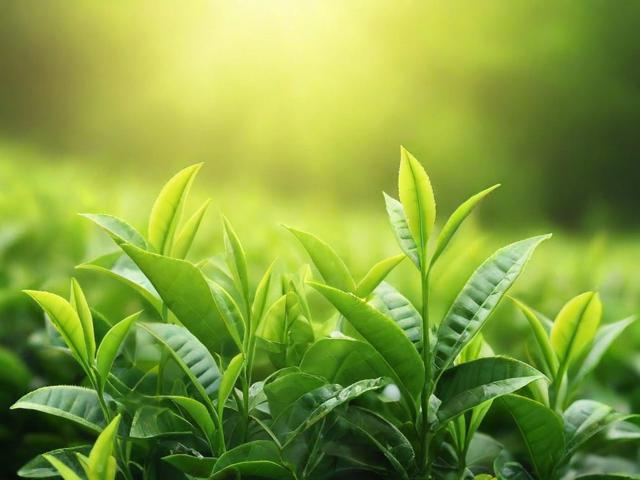 绿茶叶有哪些种类及功效？全面解析各类绿茶叶特点与冲泡技巧
