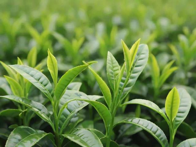 大别山有什么茶叶?绿茶、红茶、花茶全解析,助你轻松挑选