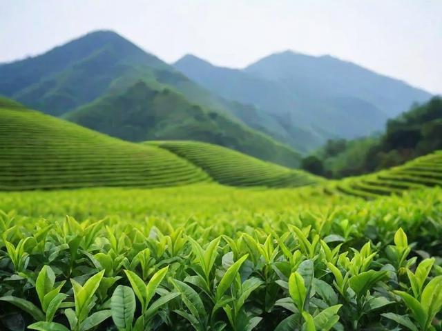大别山有什么茶叶?绿茶、红茶、花茶全解析,助你轻松挑选