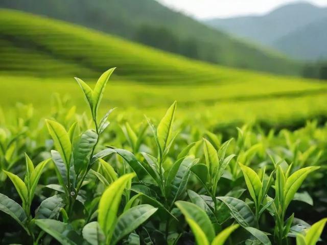 2023年安徽茶叶多少钱一斤?价格趋势与选购指南