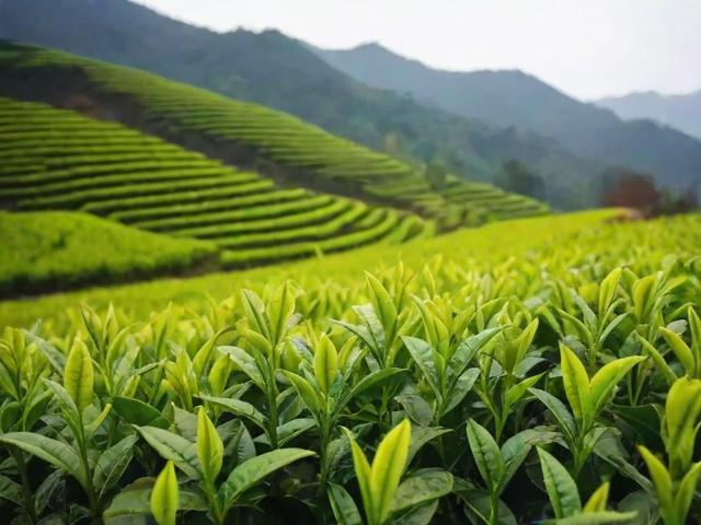 金坛产什么茶叶：详解金坛绿茶品种与茶文化魅力