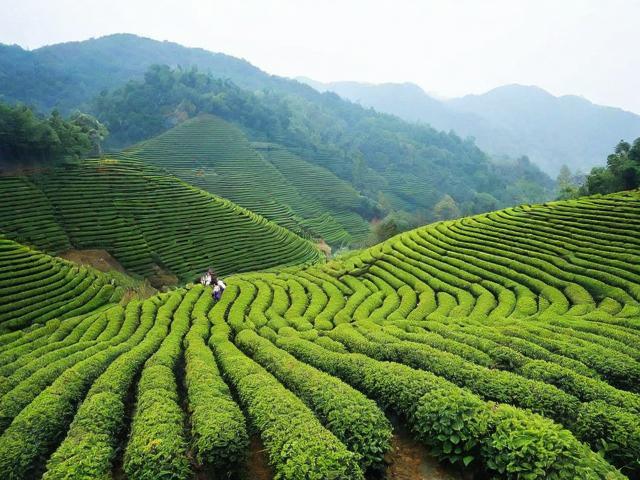 赣南有什么茶叶:探寻赣南茶叶的种类与文化价值