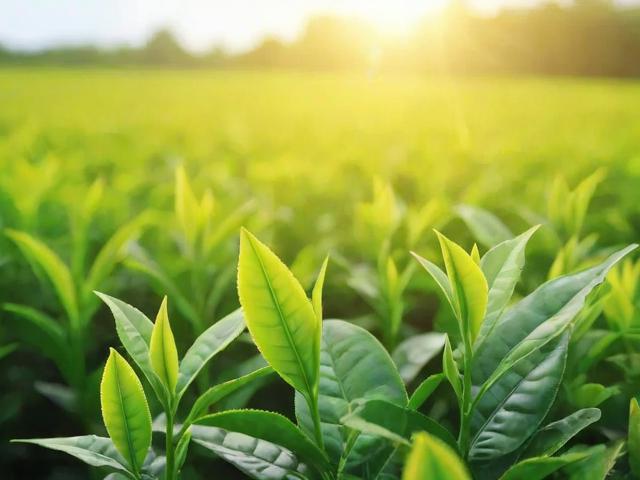 茶叶用肥全攻略：提升品质与环保并重的科学施肥方法