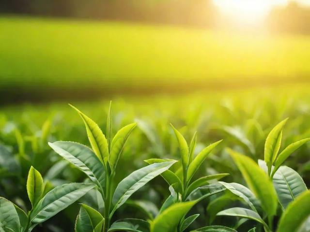 茶叶用肥全攻略:提升品质与环保并重的科学施肥方法