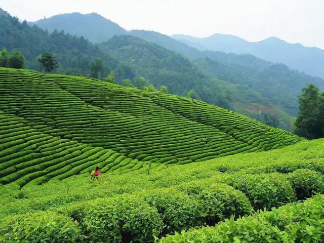 金寨有什么茶叶？六安瓜片、金寨翠眉等特色茶品全解析