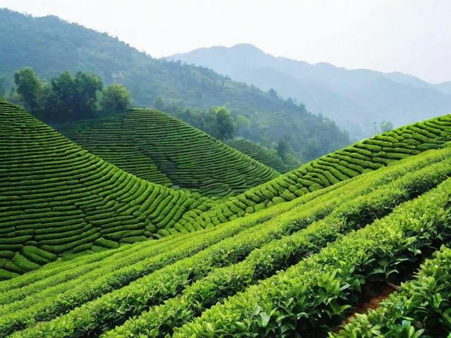 恩施盛产什么茶叶：玉露、富硒茶等特色茶叶全面解析