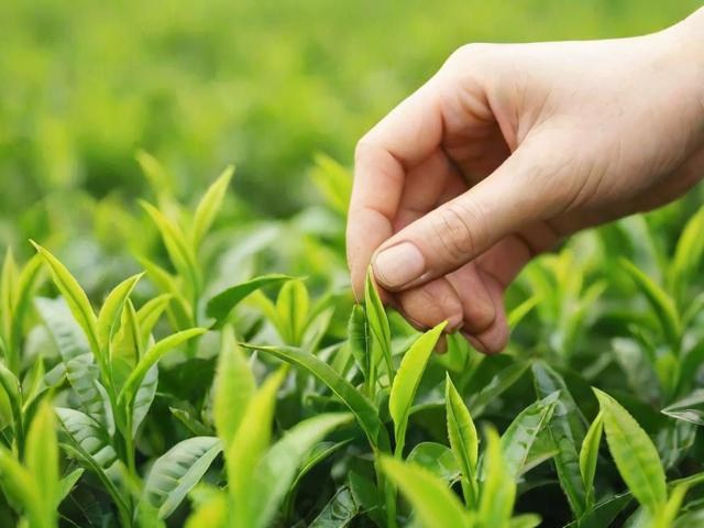 茶叶扦样技术全解析:从手工到智能,提升茶叶质量控制的关键步骤