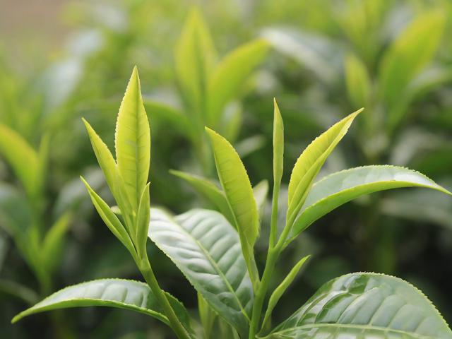 大叶茶叶有哪些种类及特点,如何挑选适合自己的大叶茶