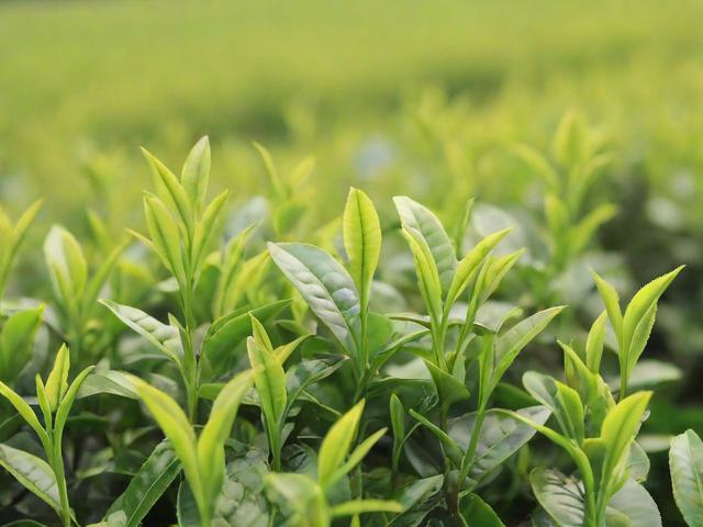 好茶叶有哪些种类与选购技巧,助你轻松挑选优质茶叶