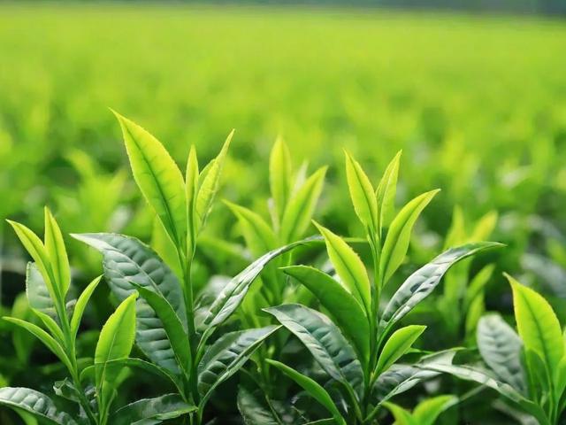 绿色茶叶有哪些种类及功效，如何挑选和冲泡绿茶？