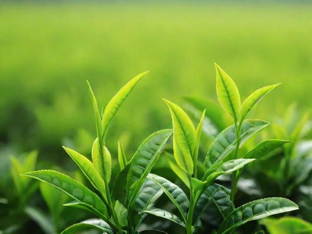 绿色茶叶有哪些种类及功效,如何挑选和冲泡绿茶?