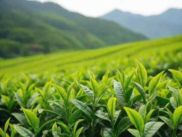 安吉茶叶有哪些种类与品牌推荐,如何挑选优质安吉茶叶