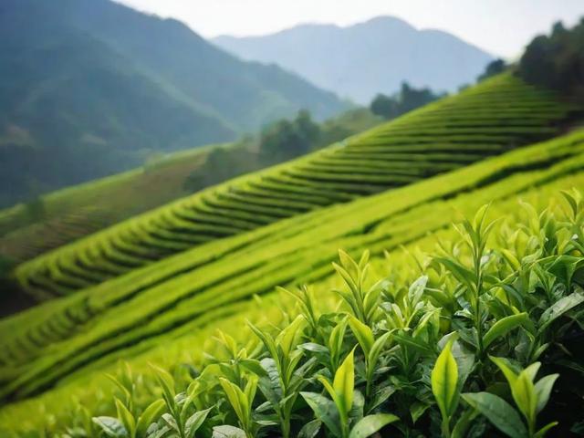 蒙顶茶叶的健康益处与文化价值:从采摘到制作全面解析