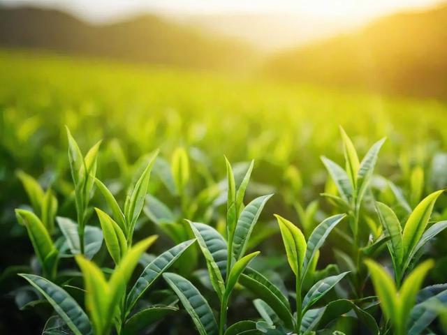 茶叶的前景如何：全面解析茶叶行业现状与未来发展潜力