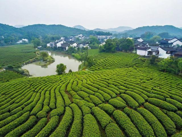 江苏扬州名茶:探寻历史文化的独特韵味与自然环境的完美结合