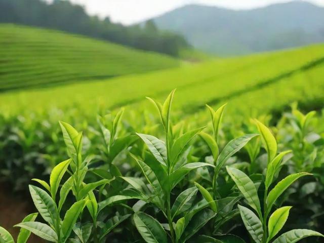 茶叶杂草管理全攻略：有效控制茶园杂草，提升茶叶品质与产量