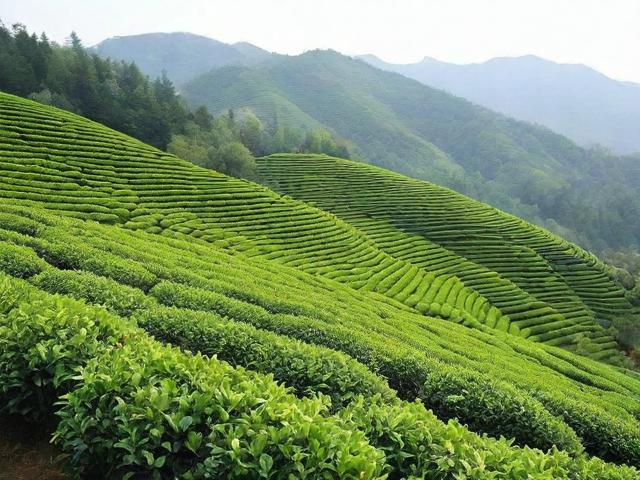 霍山有什么茶叶：全面解析霍山茶叶种类、文化和健康价值