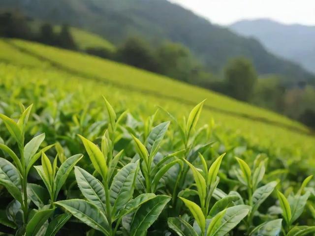 霍山有什么茶叶:全面解析霍山茶叶种类、文化和健康价值