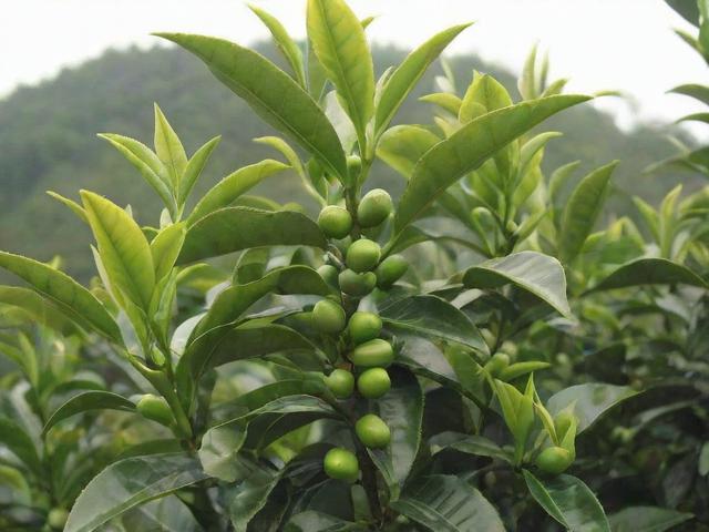 茶子树品种大全：选育标准、种植技巧及经济价值分析