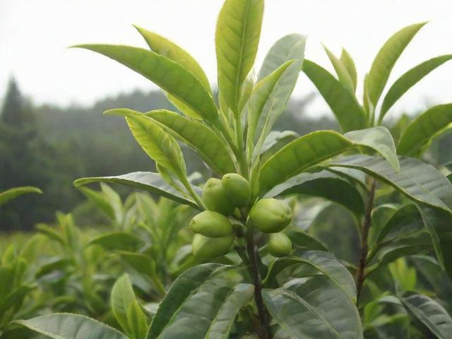 茶子树品种大全:选育标准、种植技巧及经济价值分析