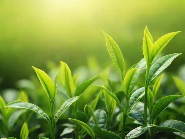 绿茶新茶选购与储存全攻略，让你品味春天的第一抹绿意