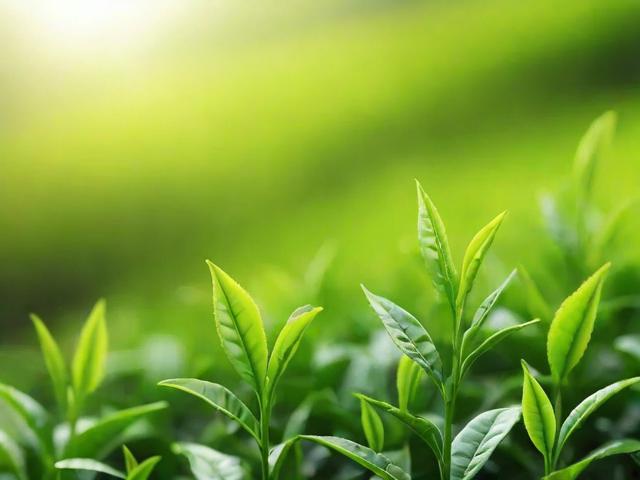 绿茶新茶选购与储存全攻略,让你品味春天的第一抹绿意
