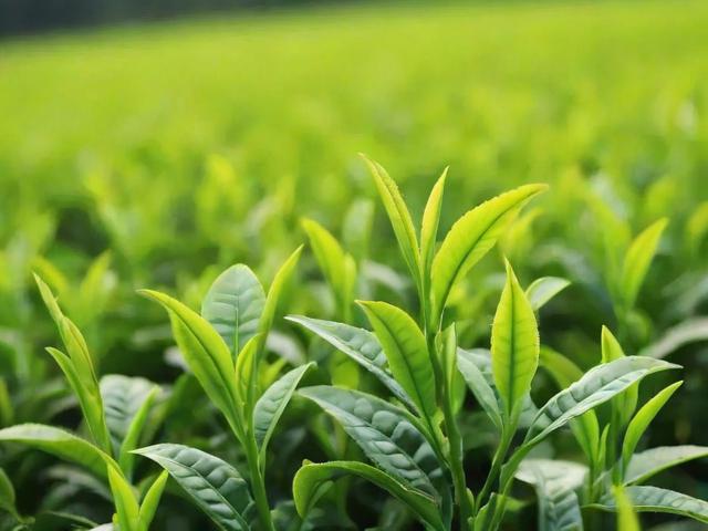 绿茶新茶选购与储存全攻略,让你品味春天的第一抹绿意