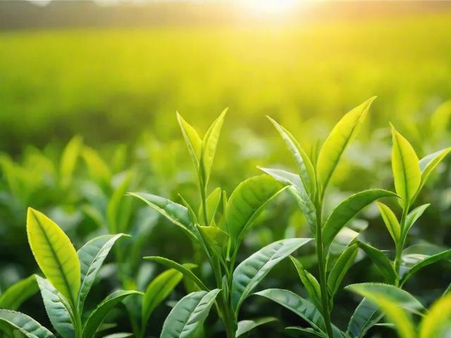 茶叶有农药么?全面解析茶叶农药残留问题及选购技巧