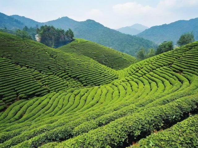 谷城县茶叶：探寻优质茶叶的地理与产业发展前景