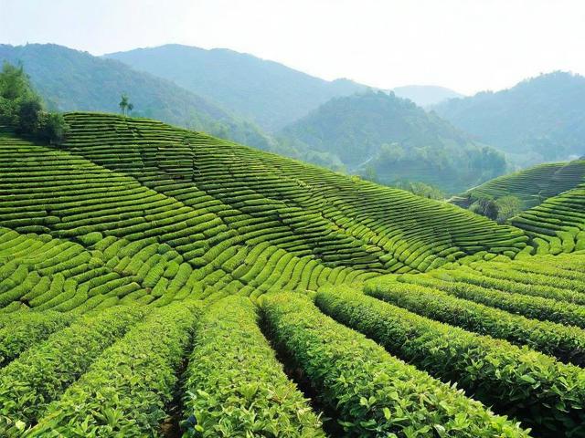 谷城县茶叶：探寻优质茶叶的地理与产业发展前景