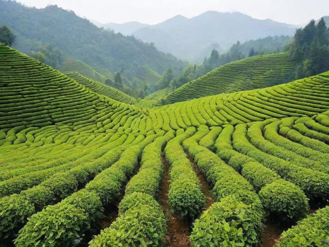 谷城县茶叶：探寻优质茶叶的地理与产业发展前景