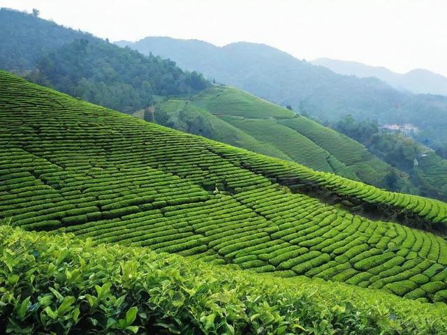 湖北保康茗茶：健康生活方式与深厚文化底蕴的完美结合