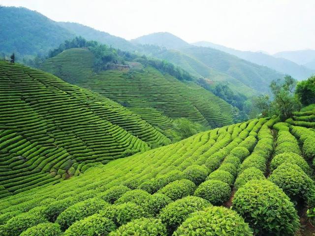 湖北保康茗茶:健康生活方式与深厚文化底蕴的完美结合