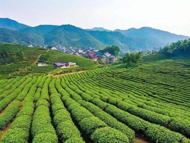 官庄镇茶叶：探索高品质茶叶种植与品牌化发展之路