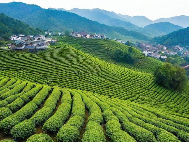 官庄镇茶叶:探索高品质茶叶种植与品牌化发展之路