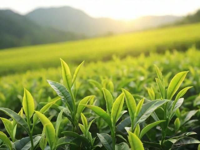 金叶香茶叶价格及功效解析，助你挑选高品质茶叶