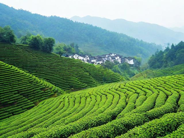 江西婺源有什么茶：全面解析婺源绿茶种类与特色
