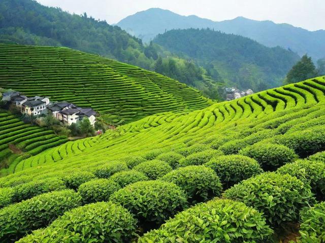 江西婺源有什么茶:全面解析婺源绿茶种类与特色