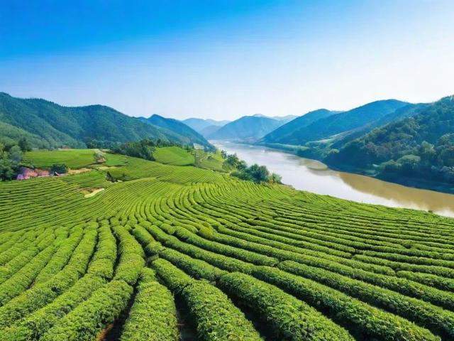 2023年东双河茶叶市场行情分析及优质供应商推荐