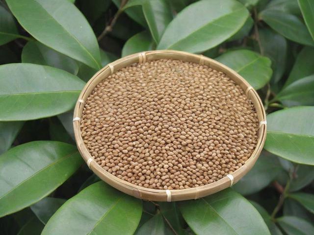 麻子茶的功效与作用及种植采摘技巧全解析