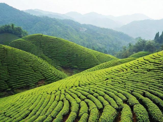 湖北五峰茗茶:品味历史韵味与健康功效的完美结合