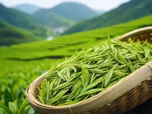 滁州的茶叶有哪些种类及特点全面解析