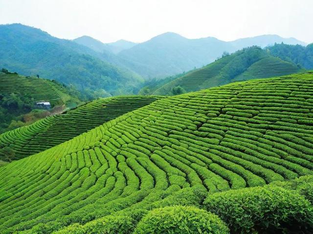 福建茶叶基地：探秘优质茶产地与文化旅游胜地