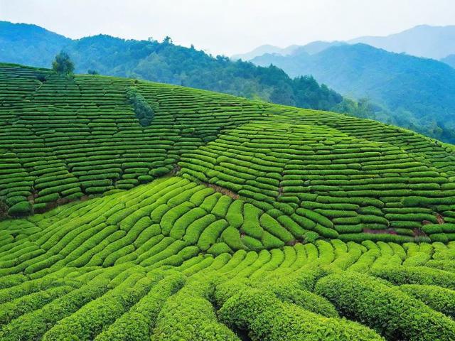 福建茶叶基地:探秘优质茶产地与文化旅游胜地