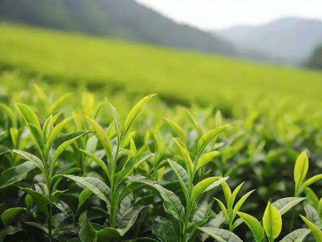 茶叶采摘技巧与最佳时间:提升茶叶品质的秘诀