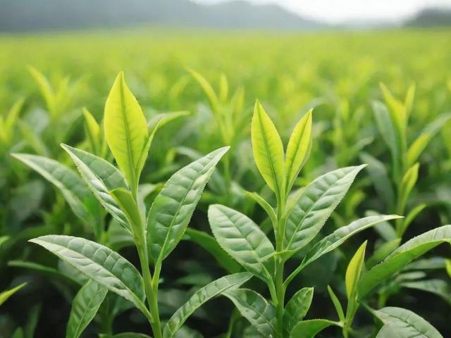 茶叶菜的营养价值、健康益处及种植技巧全解析