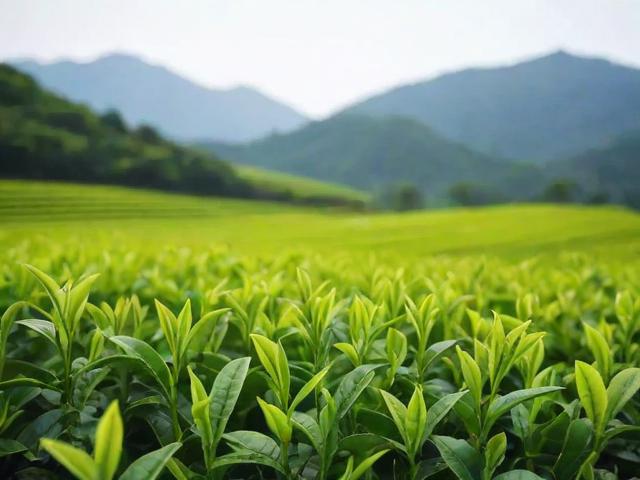 碧螺春茶叶产地是哪里？洞庭山、浙江、四川种植情况全解析