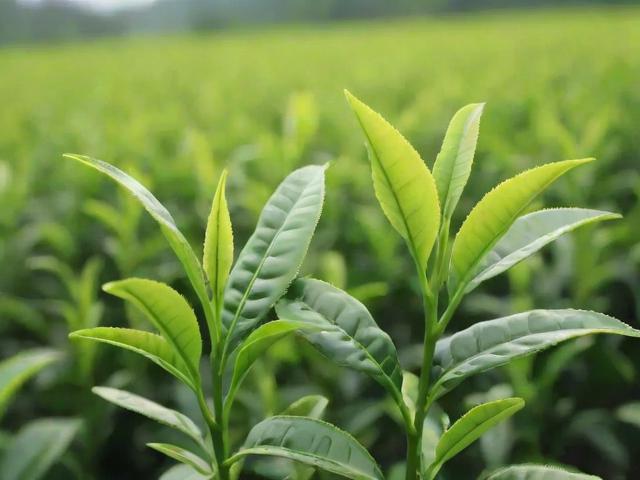 苦茶叶的功效与种植技巧:全面解析其健康价值与应用方法