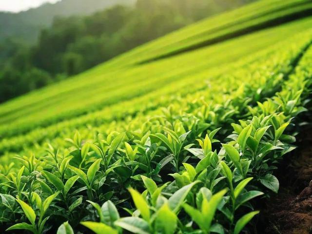 探索全球茶叶产地分布及影响因素:从自然环境到文化传统